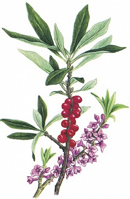 Daphne mezereum